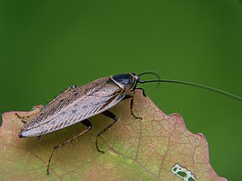 Noordse kakkerlak