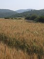 Wheat fields in Elah valley near Chezib
