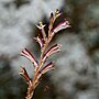 Vignette pour Epifagus