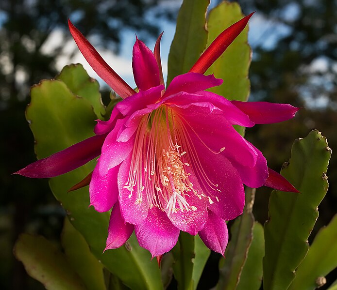 http://upload.wikimedia.org/wikipedia/commons/thumb/4/4c/Epiphyllum_Wendy-2.jpg/694px-Epiphyllum_Wendy-2.jpg