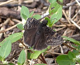 Erynnis zarucco