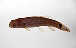 Miniatura per Erythrinus erythrinus