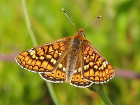 Euphydryas aurinia, Terras de Bouro, Portugal