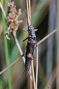 Eusthenia sp., by JJ Harrison