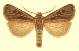 Agrotis trifurcula