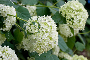 미국수국(Hydrangea arborescens)