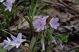 Virginia spring beauty