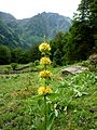 Gentiana lutea - lincura, žuta lincura