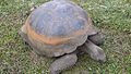 Gigantic galapagos turtle, Chelonoidis nigra on the island of Santa Cruz
