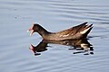 Gallinule d'Amérique dans le marais.