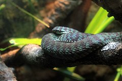 Description de l'image Gfp-kanburi-pit-viper.jpg.