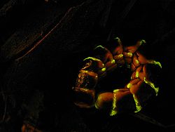 As larvas e fêmeas neotênicas dos Phengodidae são produtoras de bioluminescência esverdeada a vermelha;[1][2] na imagemː Zarhipis integripennis. Existem também machos que continuam luminosos após sua metamorfose.[3]