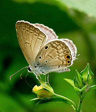 Ventral view