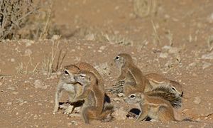 Juvéniles (Parc transfrontalier de Kgalagadi, Afrique du Sud)