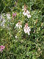 Hedysarum hedysaroides subsp. boutignyanum