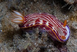 Hypselodoris fucata