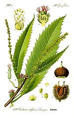 Vignette pour Castanea sativa