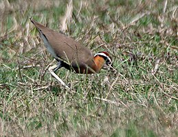 Indiai futómadár (Cursorius coromandelicus)