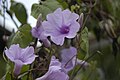 Ipomoea bahiensis Willd. ex Roem. & Schult. ?