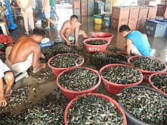 Selección de mexillons verdes para a venda, en Obando, Filipinas