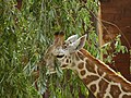 Junge Giraffe / Kamera: Fuji FinePix S6500fd
