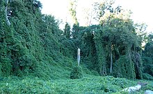 Kudzu, a Japanese vine species invasive in the southeast United States, growing in Atlanta, Georgia Kudzu on trees in Atlanta, Georgia.jpg