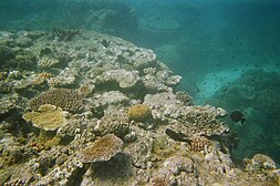 Bleaching observed at the Great Barrier Reef resulting in the deprivation of habitat for numerous other marine species. Lascar Diving at the The Great Barrier Reef (4559842029).jpg