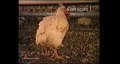 File:Leg-Disorders-in-Broiler-Chickens-Prevalence-Risk-Factors-and-Prevention-pone.0001545.s003.ogv