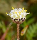 Leptinella filiformis