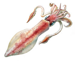 Giant axons of the longfin inshore squid (Doryteuthis pealeii) were crucial for scientists to understand the action potential. Loligo forbesii.jpg