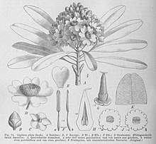 Lophira alata Natürl. Pflanzenfam. III. 6, рис. 74.jpg