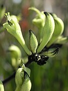 Black Kangaroo Paw