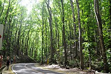 Man-made mahogany forest in Bilar, Bohol Man-made Forest, Bilar, Bohol.jpg