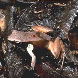 Mantella haraldmeieri