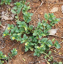 Mecardonia procumbens