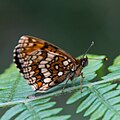 Boloria selene, vue du revers des ailes?