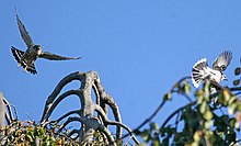 F. c. columbarius hunting a northern blue jay (Cyanocitta cristata bromia), Mount Auburn Cemetery, Massachusetts, United States MerlinchasingBlueJay08.jpg