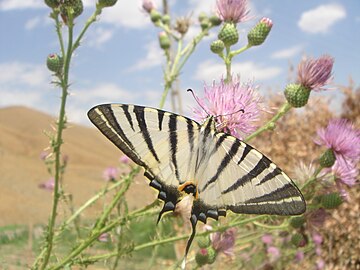 Papillon à Hakkari en octobre 2006.