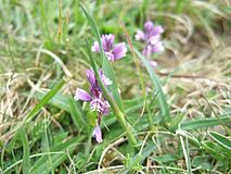 Mauve Common Milkwort