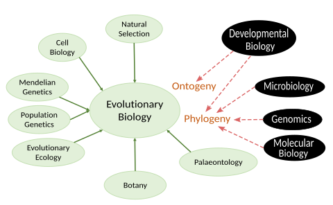 Inputs to the modern synthesis, with other topics (inverted colours) such as developmental biology that were not joined with evolutionary biology until the turn of the 21st century Modern Synthesis Limits.svg