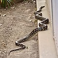 Ulö saŵa nifotöi carpet python ba Australia.