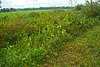 Oakfield Railroad Prairie.jpg