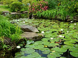 English: A pond with lotuses in Okuma Garden