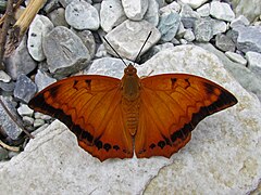 Description de l'image Open wing position of Charaxes marmax Westwood, 1847 – Yellow Rajah (Male) 2.jpg.