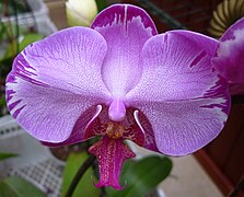 Phalaenopsis