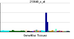 PBB GE LOX 213640 s at tn.png