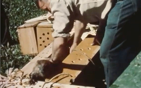 Packing a beaver into a drop box