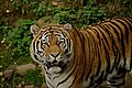 Panthera tigris altaica / Kamera: Canon EOS 1000D
