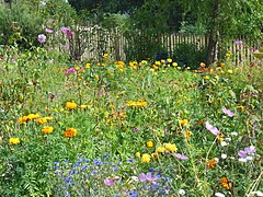 Fleurs du « jardin des sœurs ».