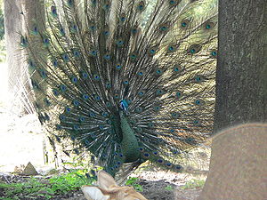 Zöld páva (Pavo muticus)